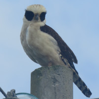 Laughing Falcon